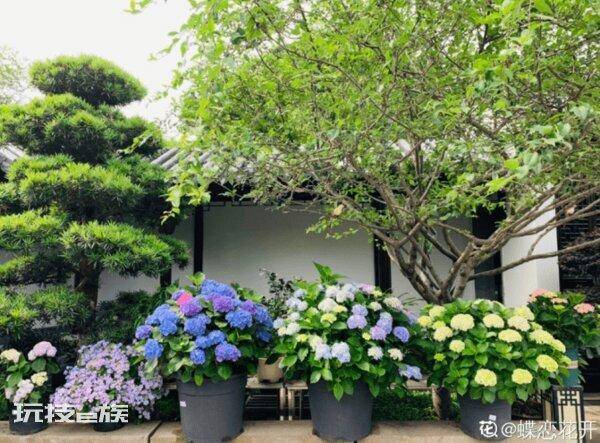 绣球只长叶子不开花是什么原因(绣球不开花到底怎么回事)-图片1